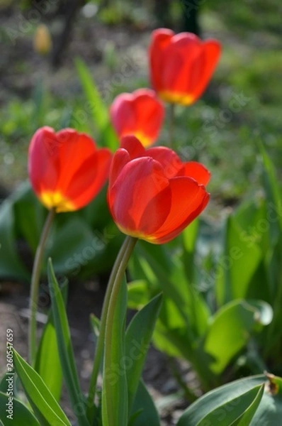 Fototapeta red tulips in the yard