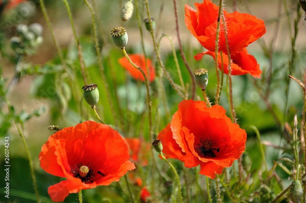 Fototapeta Three red poppies