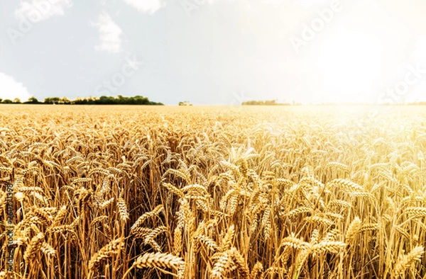 Fototapeta crop on field  ready for harvesting against bright sun