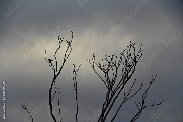 Fototapeta Arizona Bird and Tree Silhouette