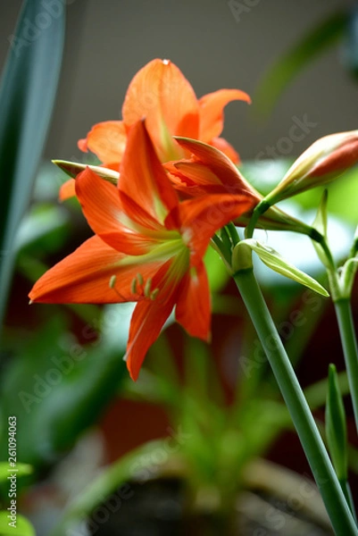 Fototapeta Red Amaryllis in bloom