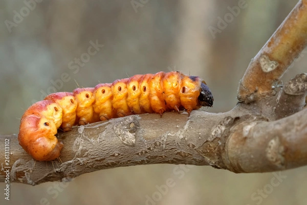 Fototapeta Big caterpillar of goat moth (Cossus cossus) on a tree branch