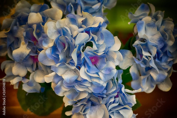 Fototapeta Hydrangea flowers