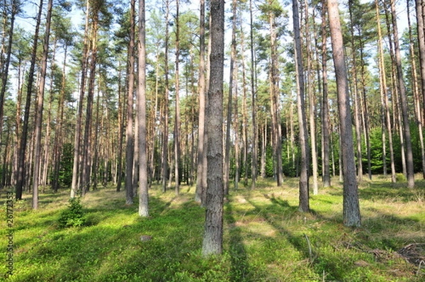 Fototapeta Wald