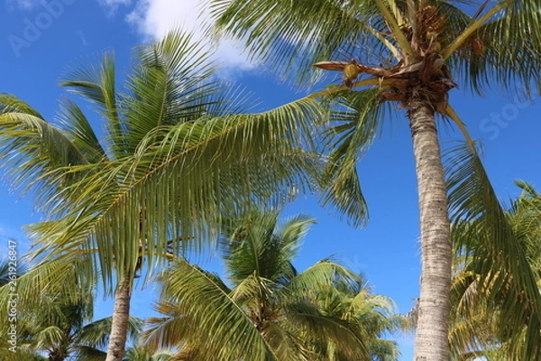 Fototapeta Kokosnuss Palme / Karibik / Curacao