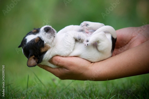 Fototapeta Jack Russel Terrier Welpen