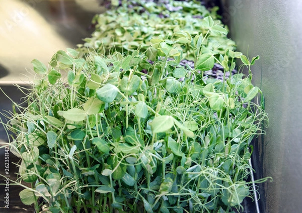 Fototapeta Microgreen Pea Sprouts (Afila Cress)