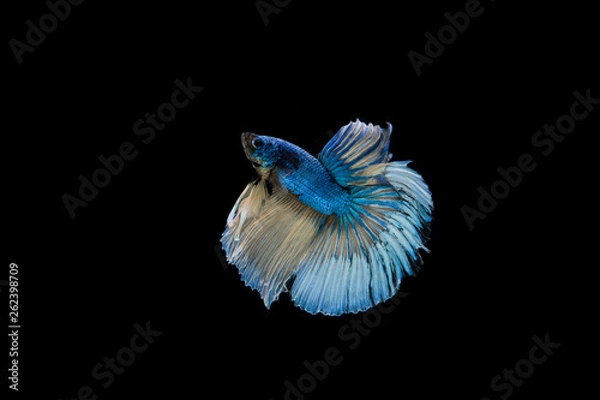 Fototapeta Beautiful colorful of siamese betta fish