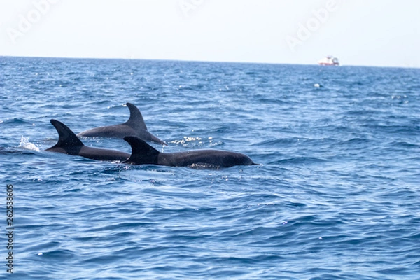 Fototapeta whale watching in Tenerife, open sea and nature activities in the marine park. Cetacean sighting..Pilot whales in the open sea among the waves