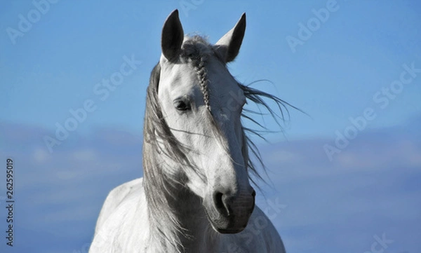 Fototapeta Portrait of light grey spanish horse standing in the wind. 