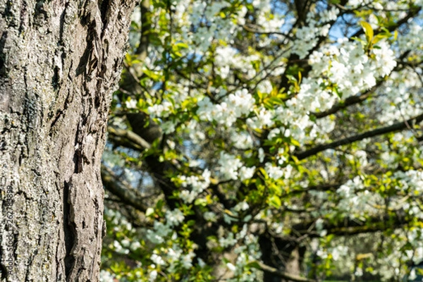 Fototapeta apple tree blossom in frankfurt