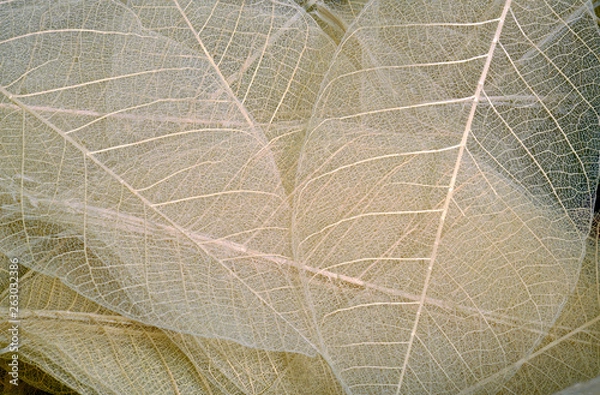 Fototapeta Translucent dry leaf  pattern and structure 