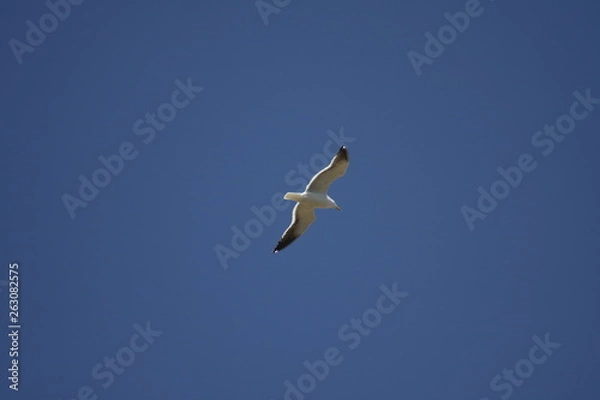 Fototapeta bird, seagull, sea, flying, ocean, water, gull, animal, nature, flight, fly, wildlife, wings, blue, wing, birds, freedom, beach, feather, white, sky, beak, pelican, coast