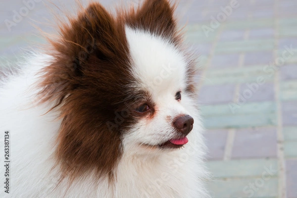 Fototapeta Pet dog breed Pomeranian white Spitz close-up on a light background