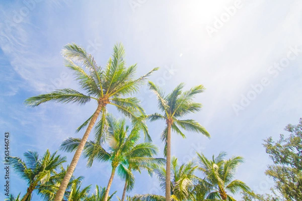 Fototapeta Coconut palm tree blue sky with cloud