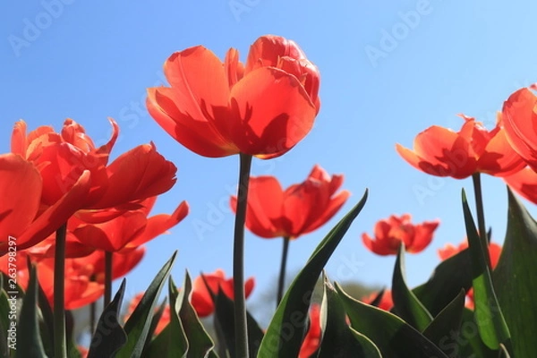 Fototapeta Tulips in a field