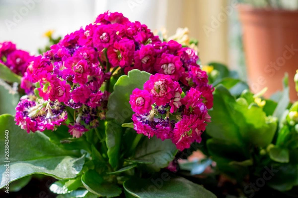 Fototapeta Pink Kalanchoe flowers in the interior, flowers in a pot, houseplants. Colorful small flowers of Kalanchoe close-up