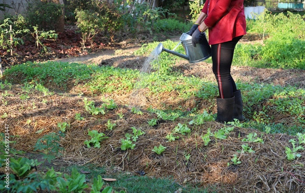 Fototapeta Closeup of Asian woman's hand watering young green oak vegetable with tin pouring can in sunny day. 