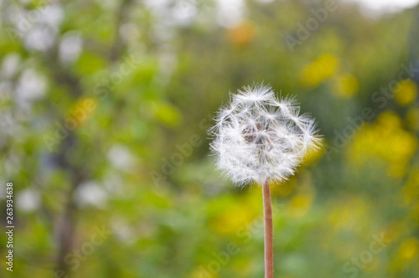 Fototapeta たんぽぽ　Seeds of dandelion