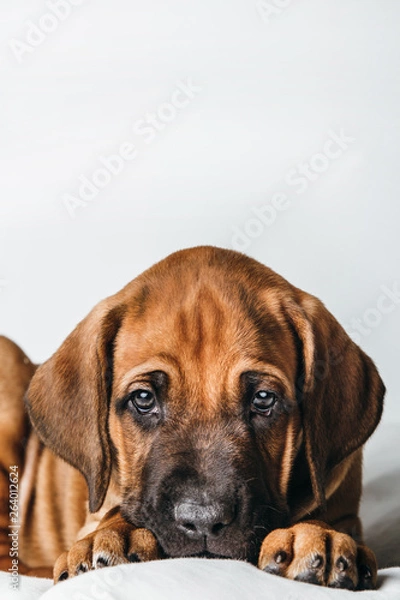 Fototapeta Rhodesian Ridgeback