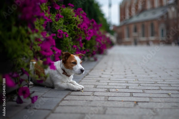 Fototapeta Little Jack Russell Terrier in the city. Pet for a walk in the city. Dog Journey. healthy lifestyle