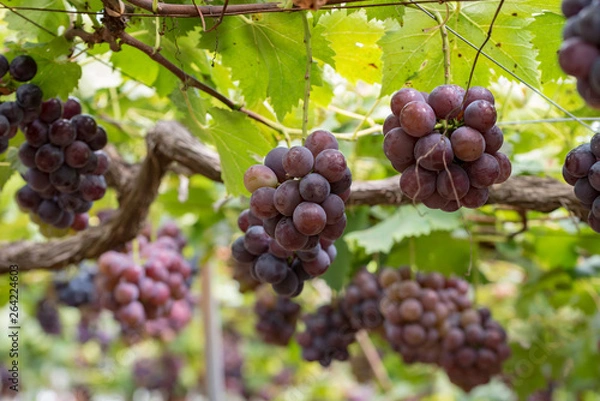 Fototapeta The grape tree and the fruit, on the branch