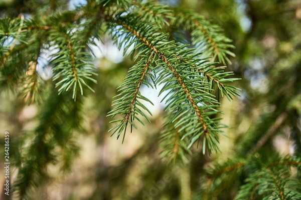 Fototapeta Close up of sprigs of spruce in spring sunny forest