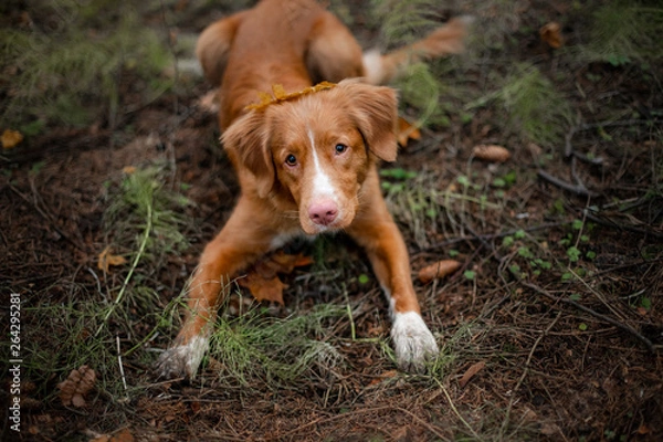 Fototapeta Nova Scotia Duck Tolling Retriever in the forest. Hike with a dog