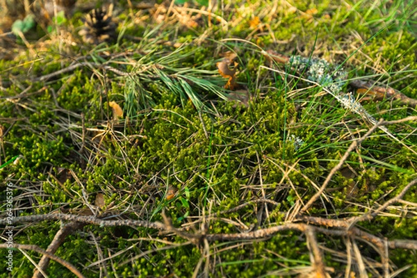 Obraz Green Moss in the sunset forest with warm light and sun flare through the trees - Baltic woods - Tender