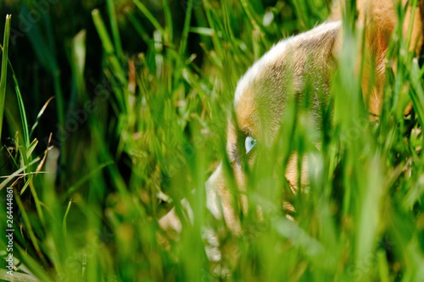 Fototapeta Pet Corgi hiding in grass, cute puppy dog up close in spring nature.