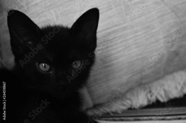 Fototapeta Pacho The Black Cat