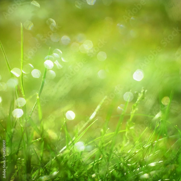 Fototapeta Nature blurred bokeh background. New spring grass on sunny light. Defocus summer day.