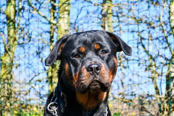 Fototapeta Head portrait young rottweiler with blue sky