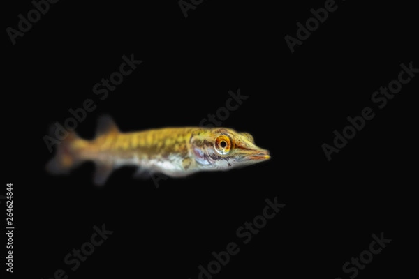 Fototapeta Underwater photo of a baby Pike (Esox Lucius) snoek