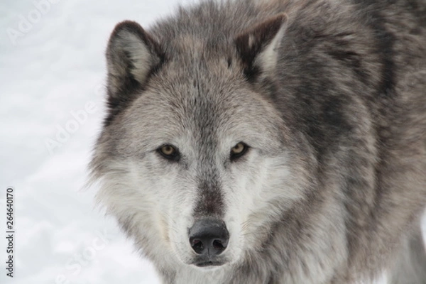 Obraz Wolf im Schnee