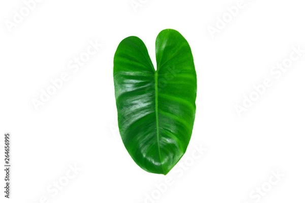 Fototapeta Green leaves, leaf isolated on white background Texture