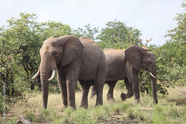 Fototapeta Afrikanischer Elefant / African elephant / Loxodonta africana