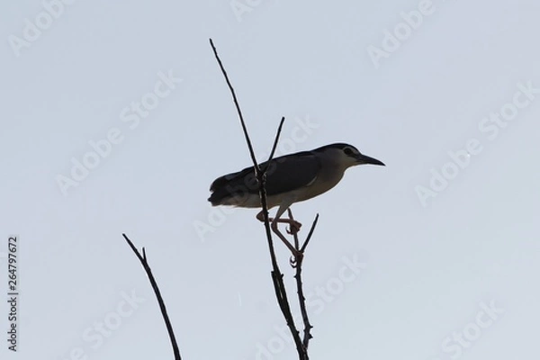 Fototapeta Black-crowned night heron, Nycticorax nycticorax