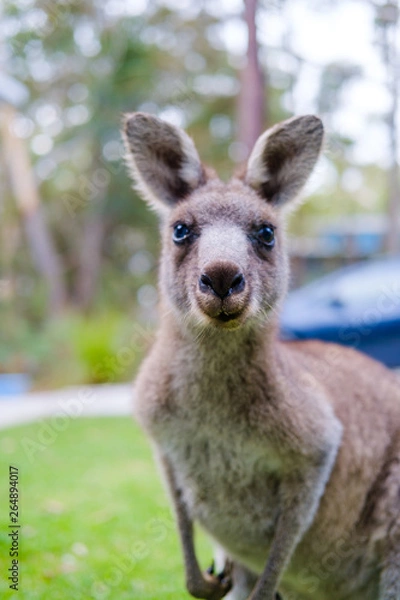 Fototapeta Kangaroos outside Australian Holiday Home 