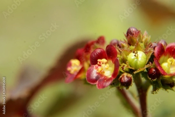 Fototapeta Close up Beautiful red flowers,buds and yellow centres of Jatropha gossypiifolia