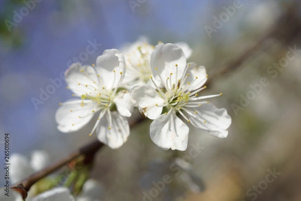 Fototapeta Cherry blossoms in berry garden on a sunny day