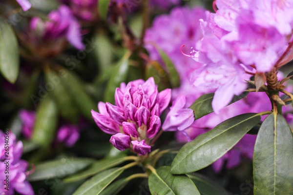 Fototapeta pink flower in garden