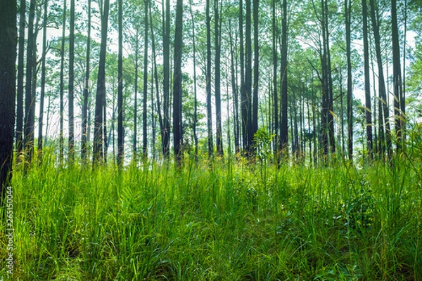 Fototapeta Forest spring landscape with grass on the foreground and sunlight shining through the forest trees.