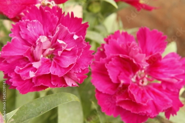 Fototapeta Pink Dianthus caryophyllus flower, the carnation or clove pink, is a species of Dianthus.