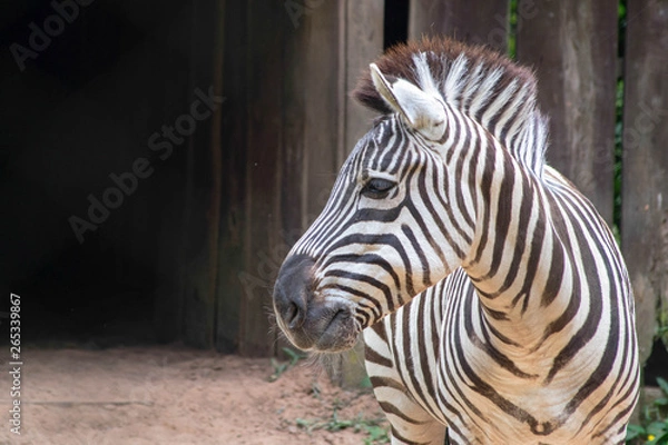 Fototapeta close up of zebra