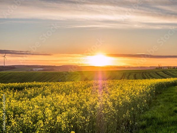 Fototapeta blühendes Rapsfeld im Sonnenaufgang