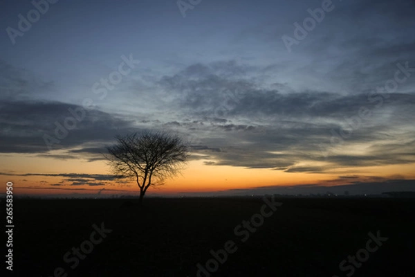 Fototapeta Silhouette of a solitary tree against the evening twilight sky during blue hour