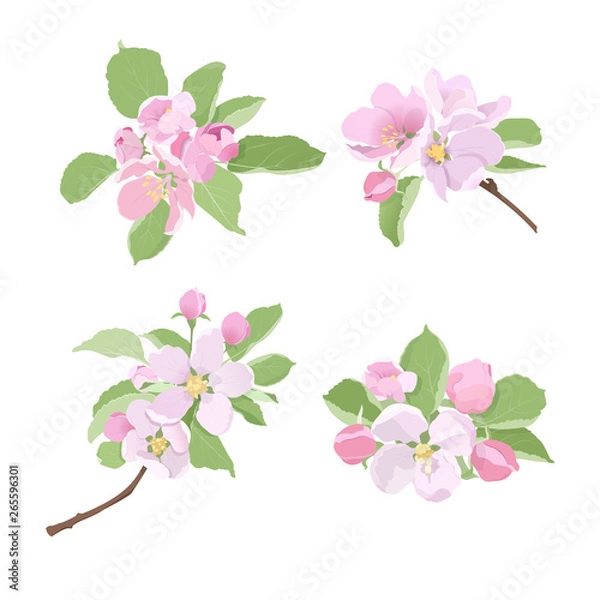 Fototapeta Blossoming apple tree branches with flowers and buds