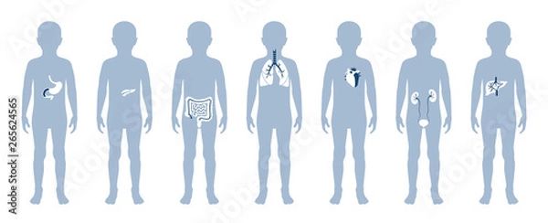 Fototapeta  illustration of child internal organs in boy body