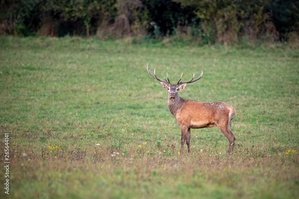 Obraz Red deer, cervus elaphus, stag looking to camera on a green meadow in autumn. Wild animal in nature with empty space for text